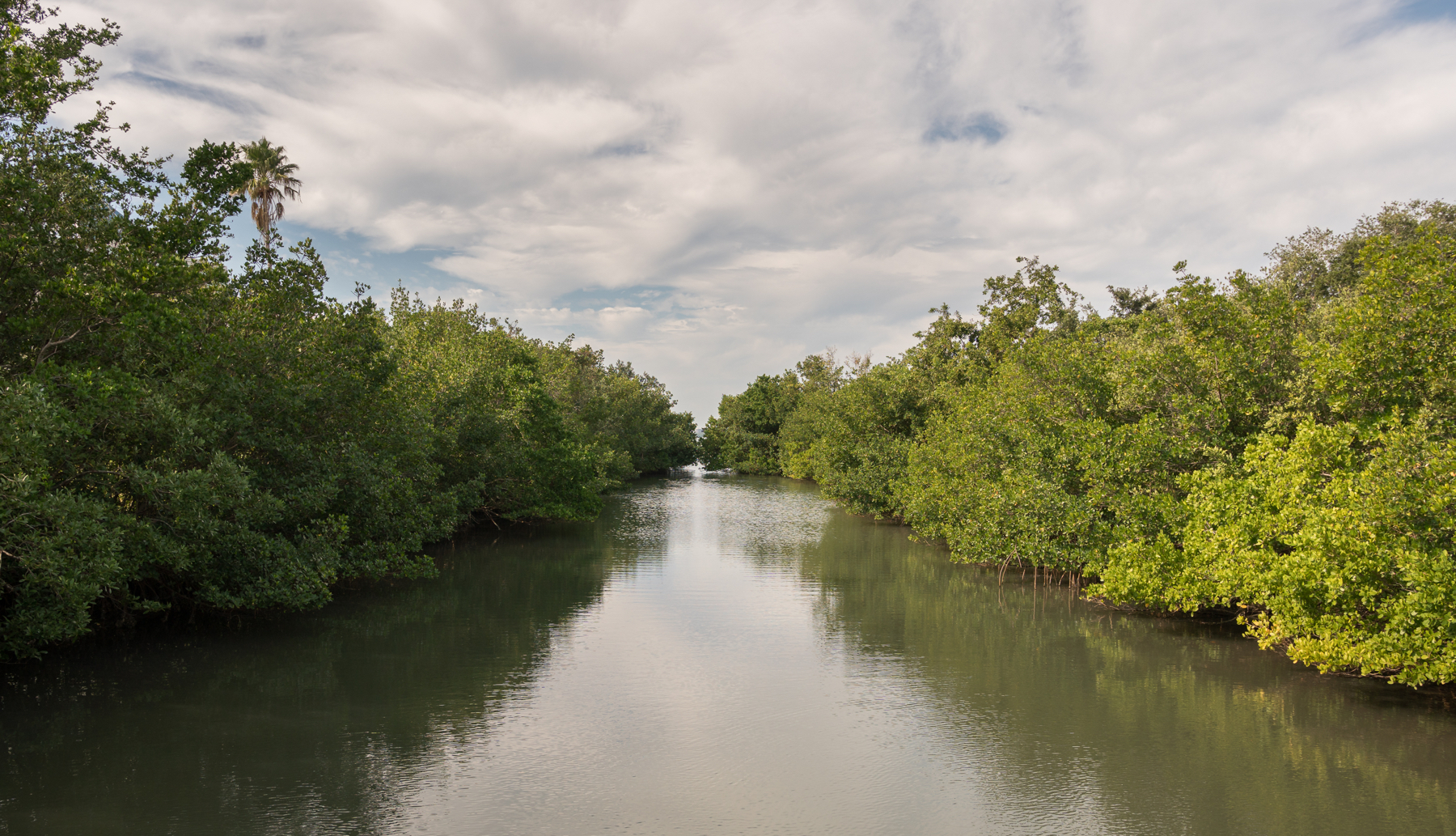 Mangroves The Bay Sarasota