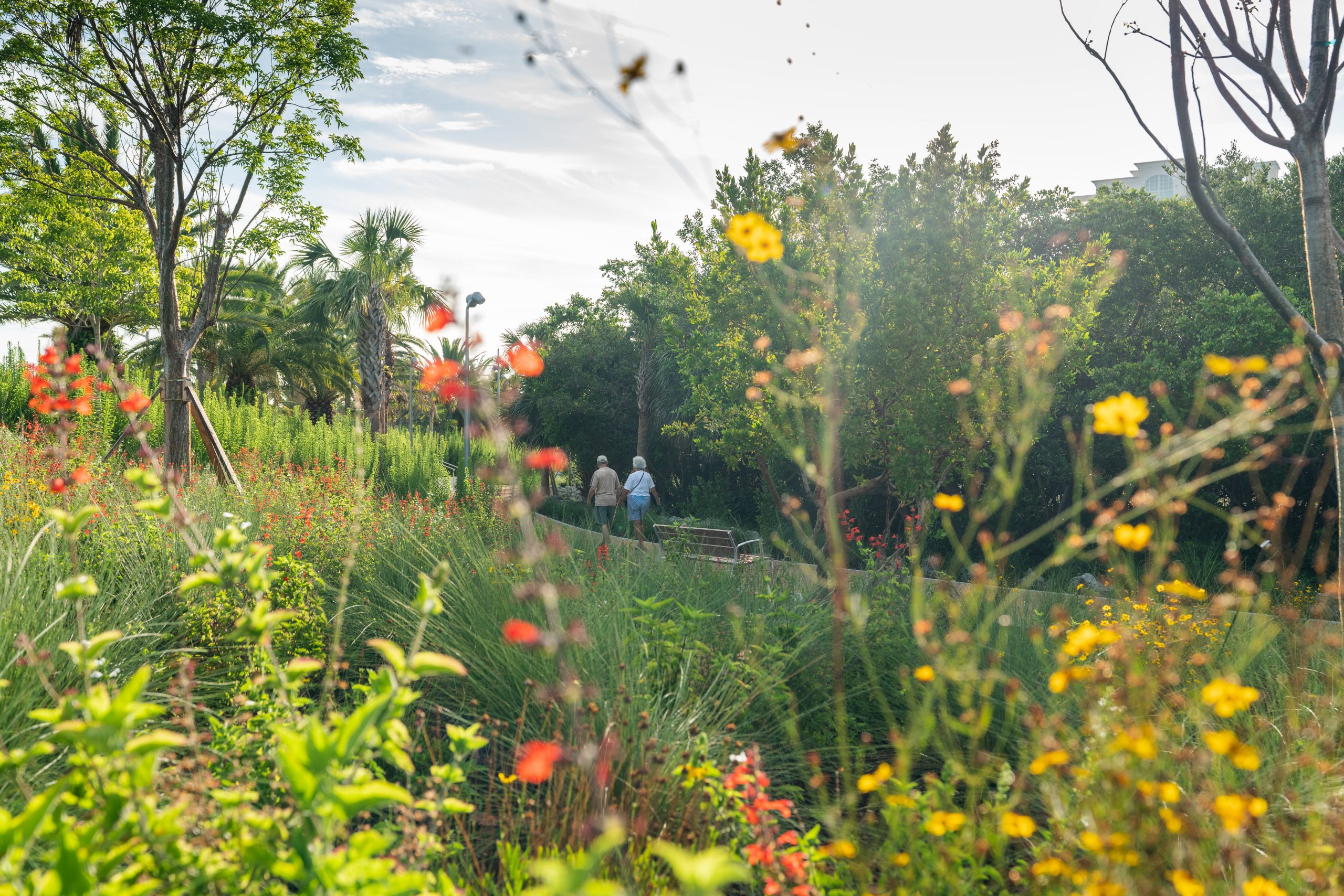 Pictured from the viewpoint looking out from a flower bed of native plants, including red, orange, and yellow flowers. Overlooking the Mangrove Walkway, where in the distance, two pedestrians walk hand in hand.